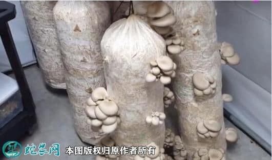 在家如何栽种蘑菇？从原料选择到病虫害防治的完整指南