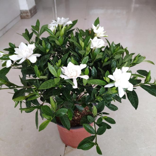 栀子花一年开几次花，花期多少