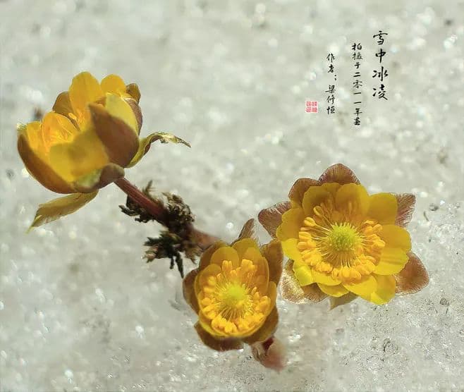 种植冰凌花种子需要晒干吗？什么时候播种好，要注意些什么？