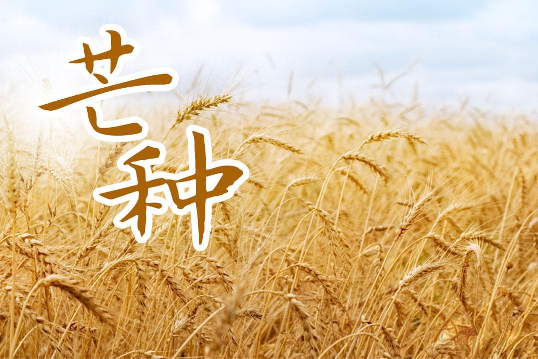 芒种节气的含义：有芒的麦子快收，有芒的稻子可种