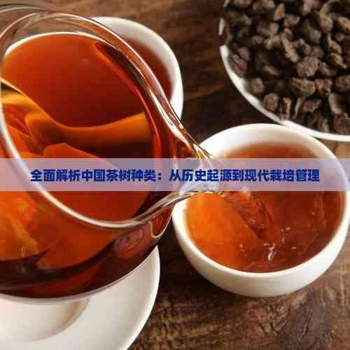 全面解析中国茶树种类：从历史起源到现代栽培管理