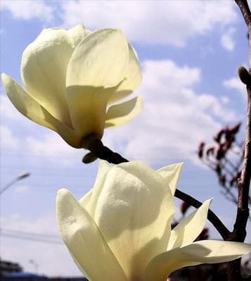 白玉兰的花语：纯洁、高贵与美丽的象征