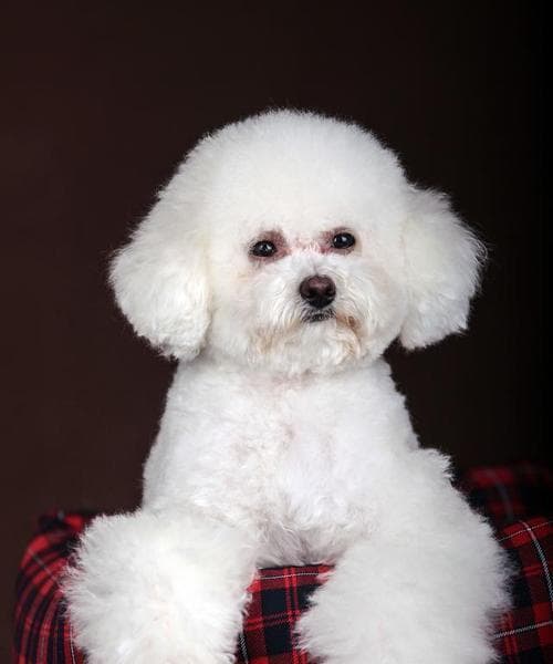 比熊犬的饲养指南（了解比熊犬的成长和发展，为它们提供最适宜的饲养环境）