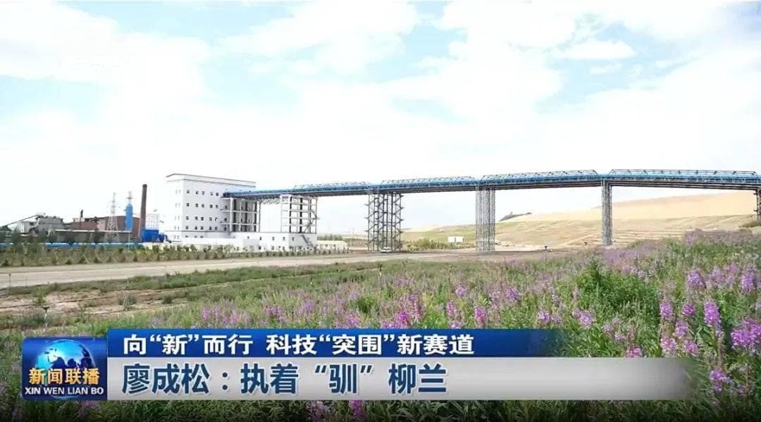 廖成松团队攻克野生柳兰驯化关键技术，开启矿山生态修复新模式