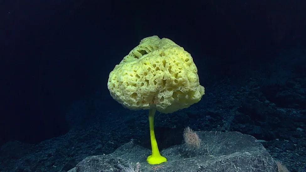 5.5亿年前的海绵化石：揭秘动物演化史的关键发现