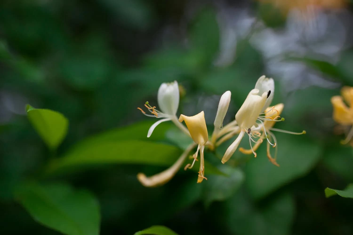 金银花PK抗生素：清热解毒谁更胜一筹？
