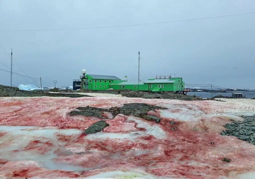 南极雪地突然变红，出现诡异“血雪”，到底怎么回事？