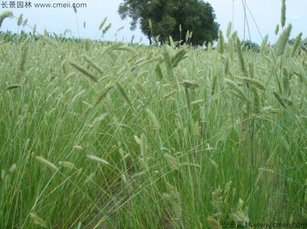 沙化地区可以种植什么草种防沙固土
