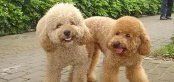 泰迪犬体型与价格解析：从小型到标准型的全面指南