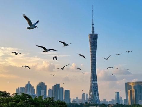 国际爱鸟日 | 探秘广州，邂逅飞羽精灵