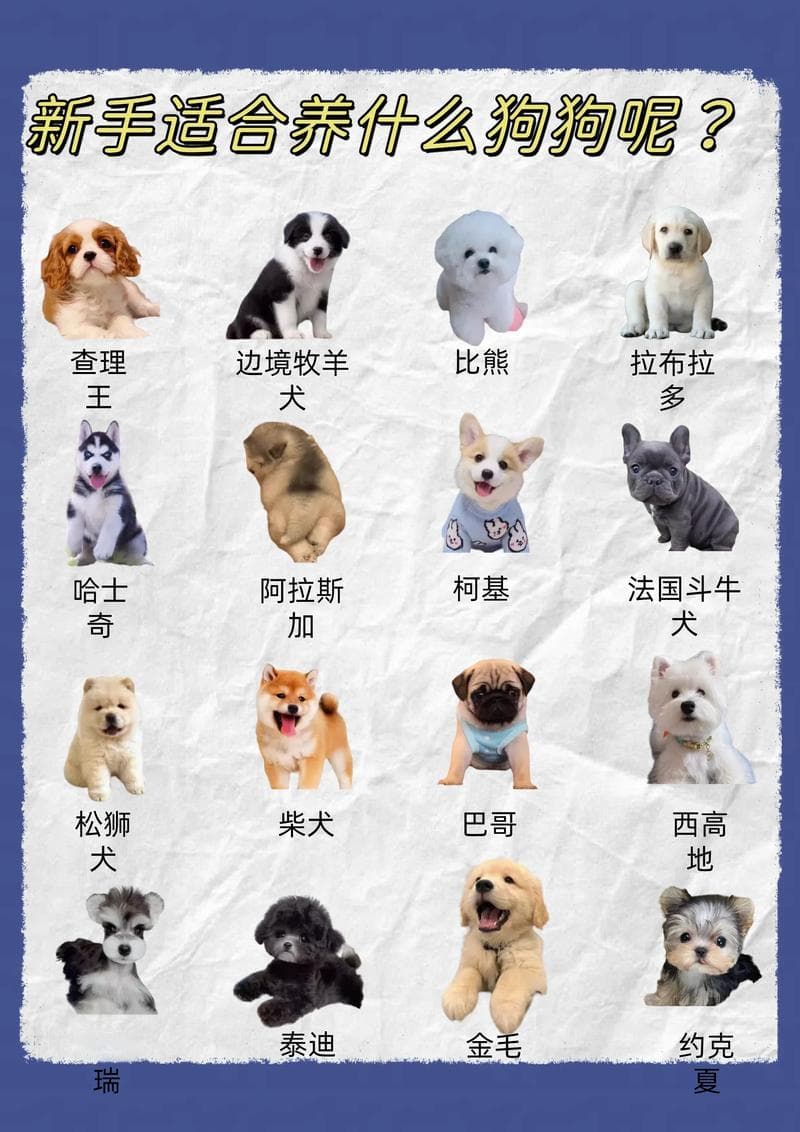 新生儿适合家里养狗吗？科学与传统文化的双重解读