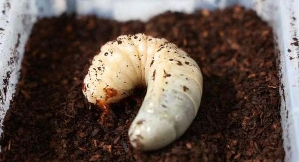 养近百只昆虫，收藏万余只标本，济南"昆虫叔叔"带娃上山研究虫子"圈粉"