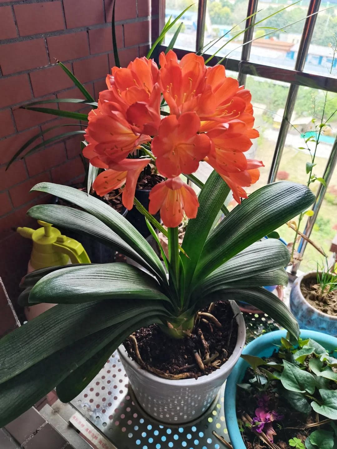 秋冬养君子兰，牢记5口诀，花箭窜得快，开花不用愁