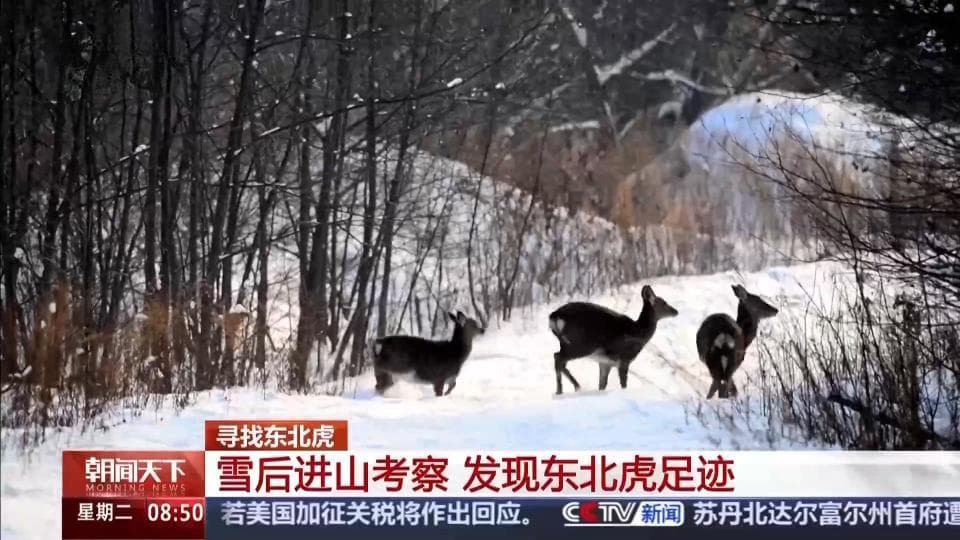 不是每片森林都能养得起老虎，揭秘东北虎“归来”传奇