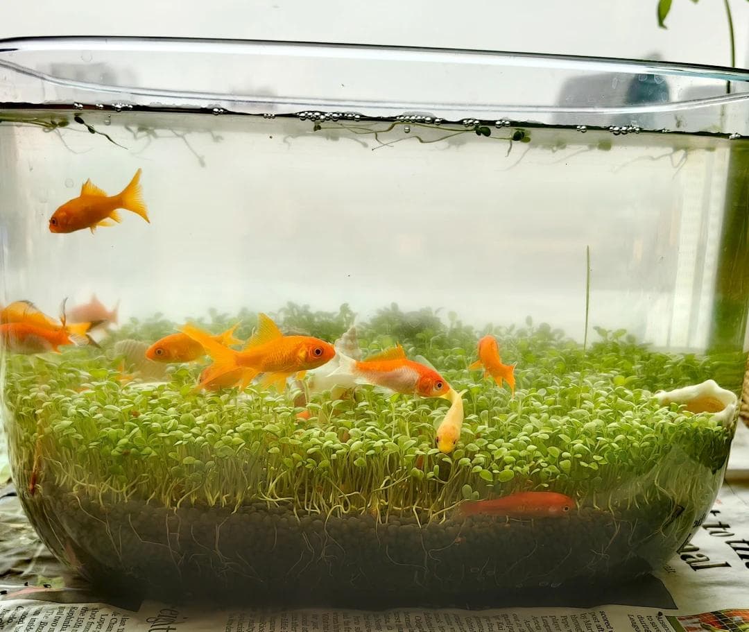 海洋窒息？气候变化致海洋溶解氧含量下降2%，威胁海洋生物多样性