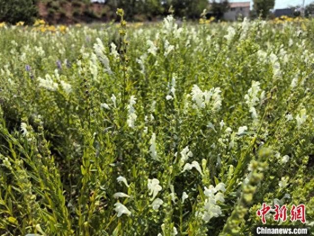 山东特色农业多点开花 点燃乡村振兴新引擎