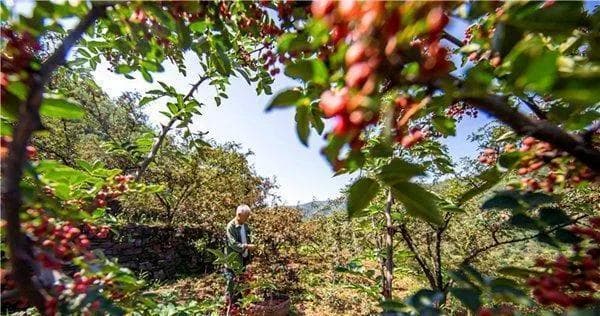 花椒种植指南：从选址到收获的全程详解