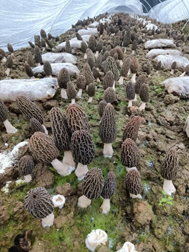 “稻菌轮作”带动乡村共富
