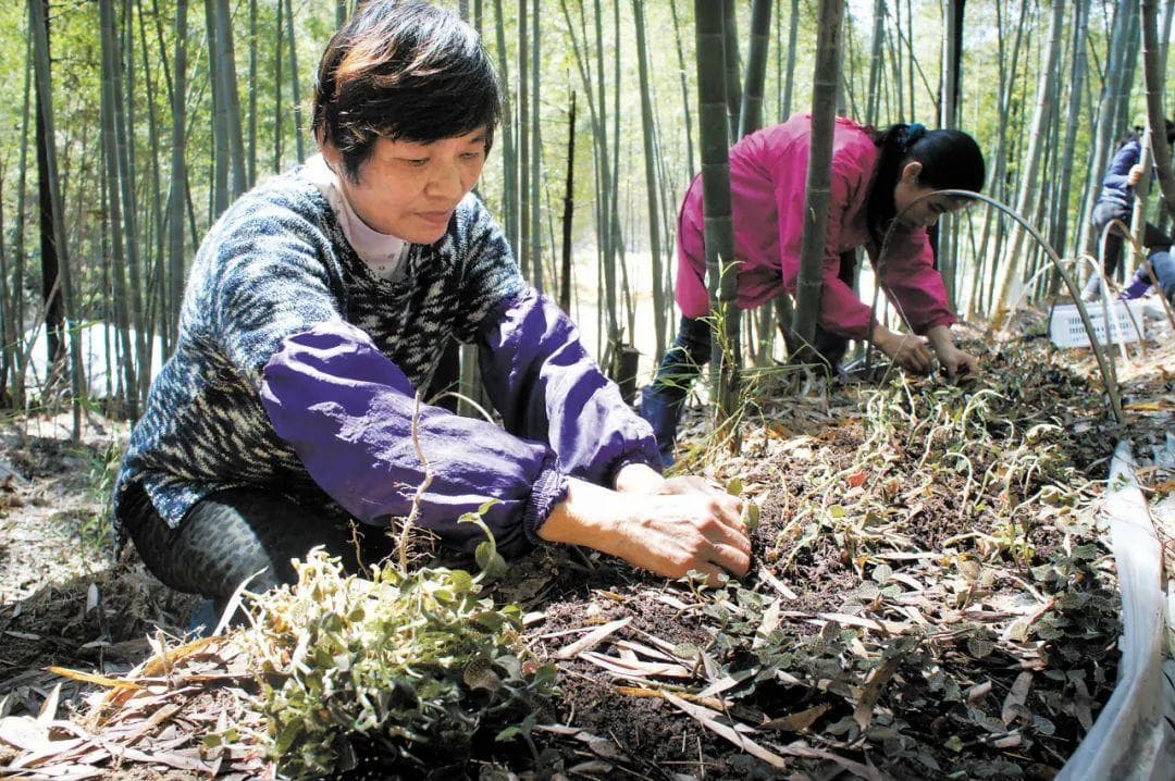 永安：一株金线莲 长成一条链
