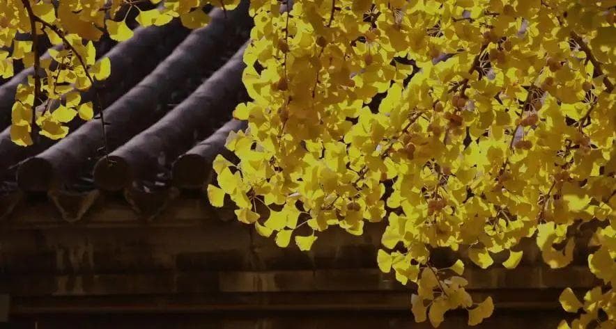 赴一场金色之约 古寺银杏还得看潭柘寺