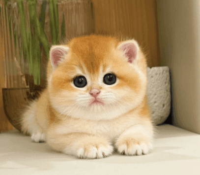 猫咪毛发不再暗淡！揭秘营养秘诀，让您的宠物光彩照人
