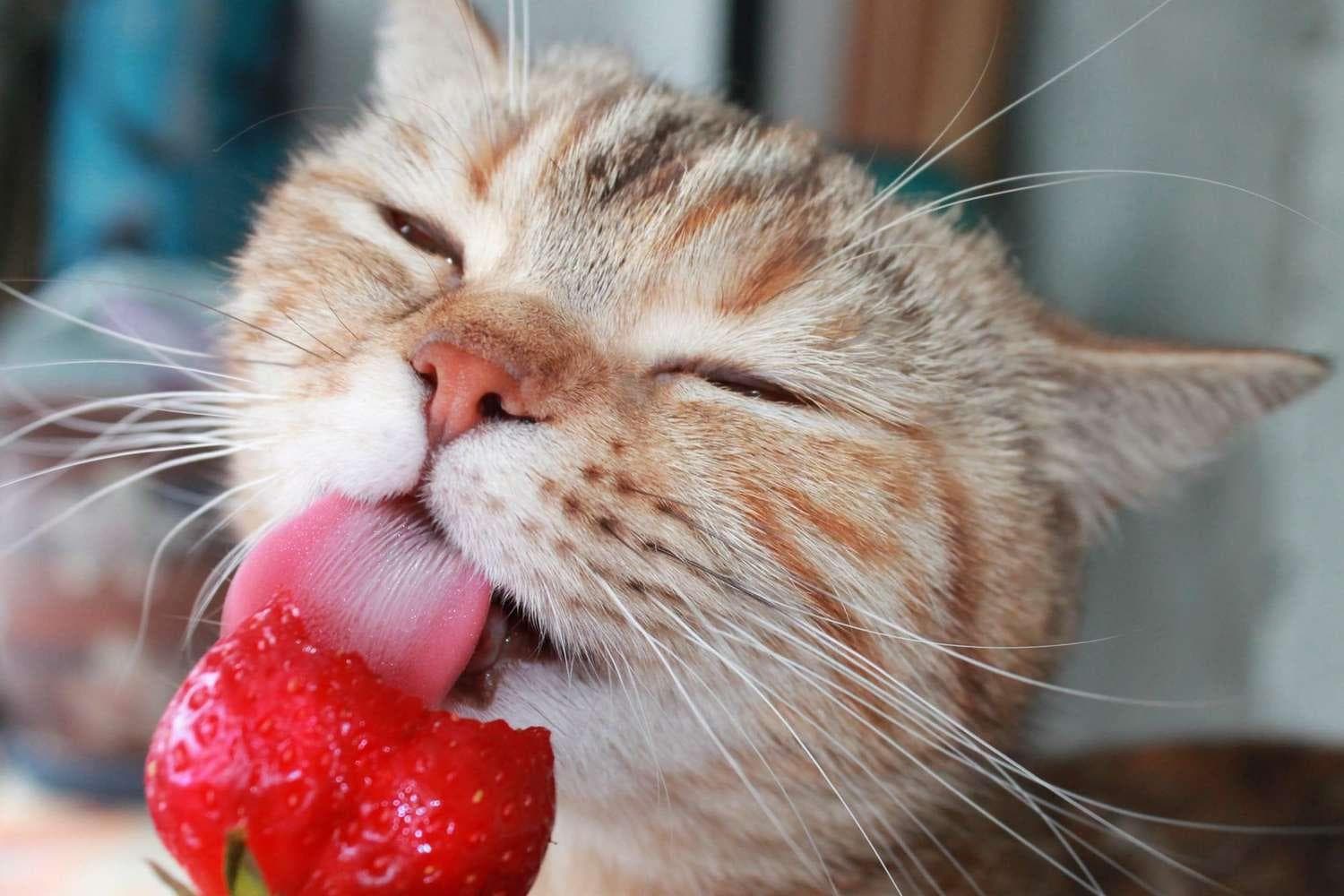 猫猫可以吃草莓吗