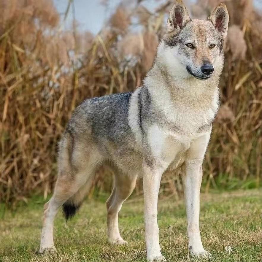 捷克狼犬：自然中的猎手与忠诚守卫