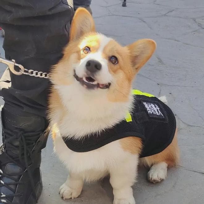 柯基犬成警界新兵，警犬培养从幼犬训练开始