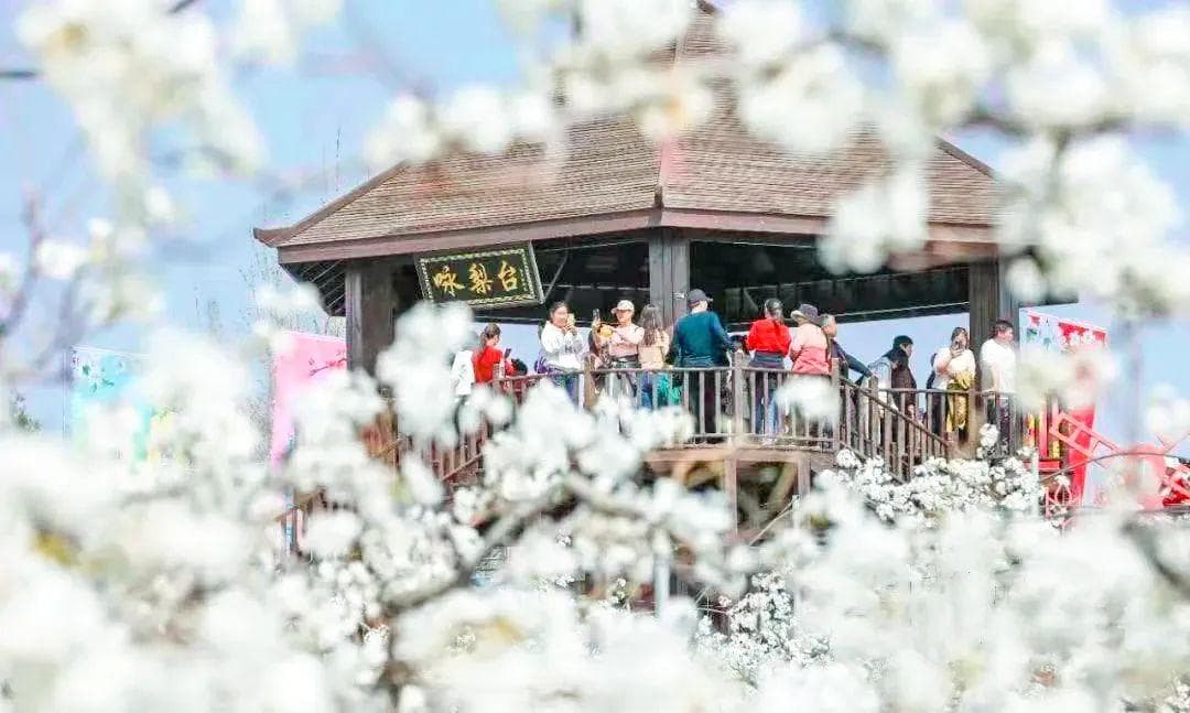 运城春季赏花全攻略：十大县区赏花地点与花期一览