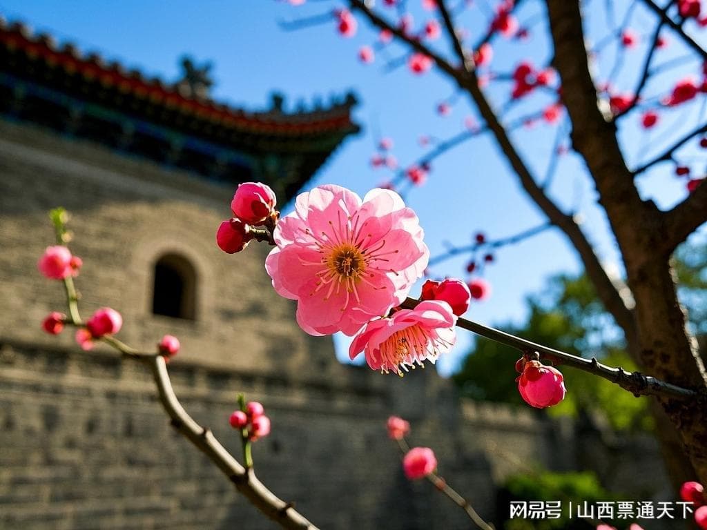 2025北京明城墙遗址公园梅花观赏攻略（最佳观赏点位）