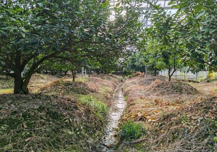 台州市黄岩区保护与发展黄岩蜜橘筑墩栽培系统带动乡村全面振兴