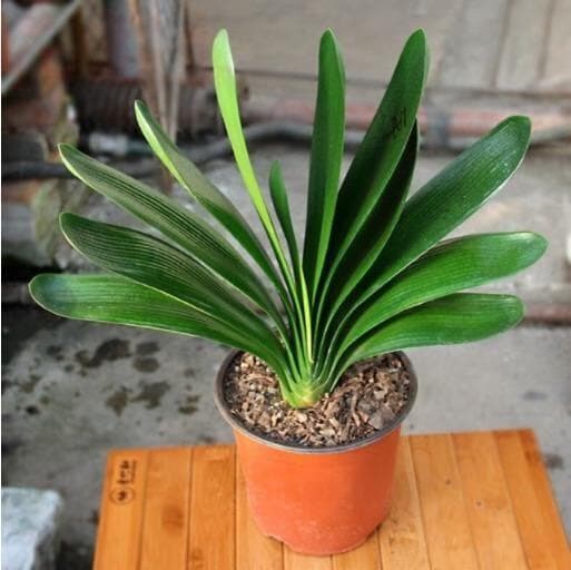 君子兰种子的种植方法与技巧