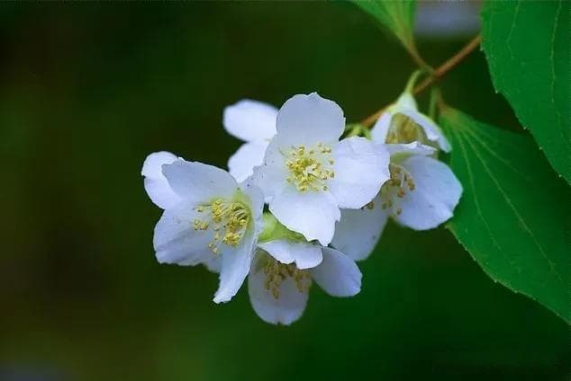 盘点10种在3月盛开的花，春已暖，花欲开，你知道都有哪些吗？