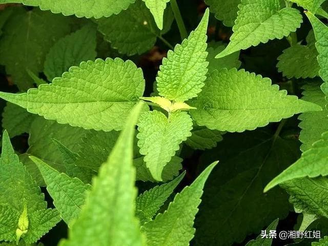 藿香的正宗做法视频，各地农村用藿香做菜方法大全