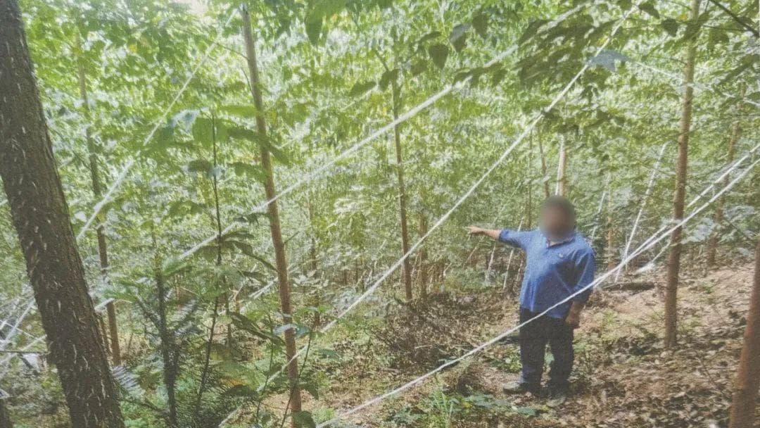 未办证，不能砍伐！办了证，不能乱砍伐！今天讲清伐木二三事