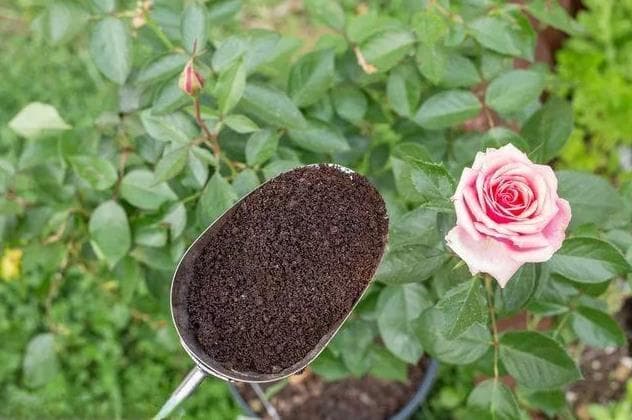 盆栽花卉常用的肥料种类及优点详细介绍