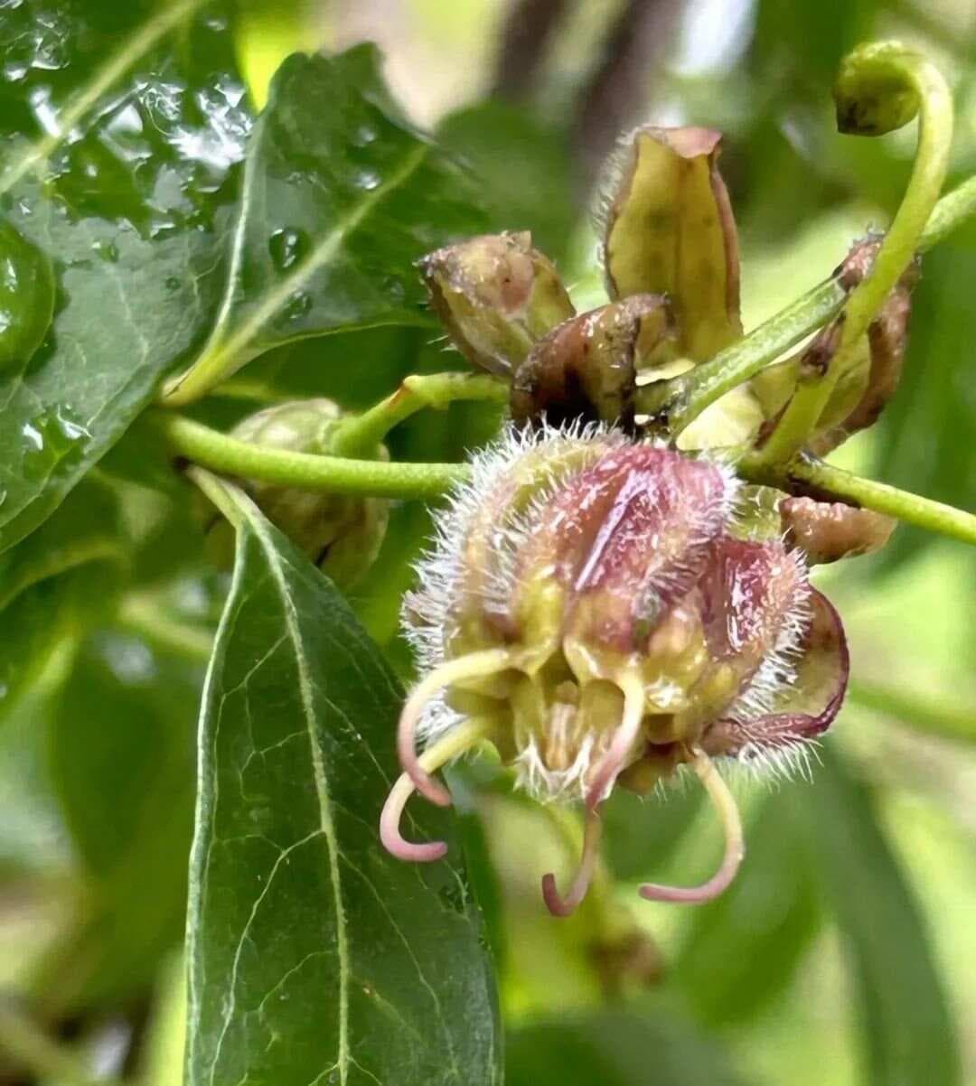 既是良药也是毒：认识中药材香加皮