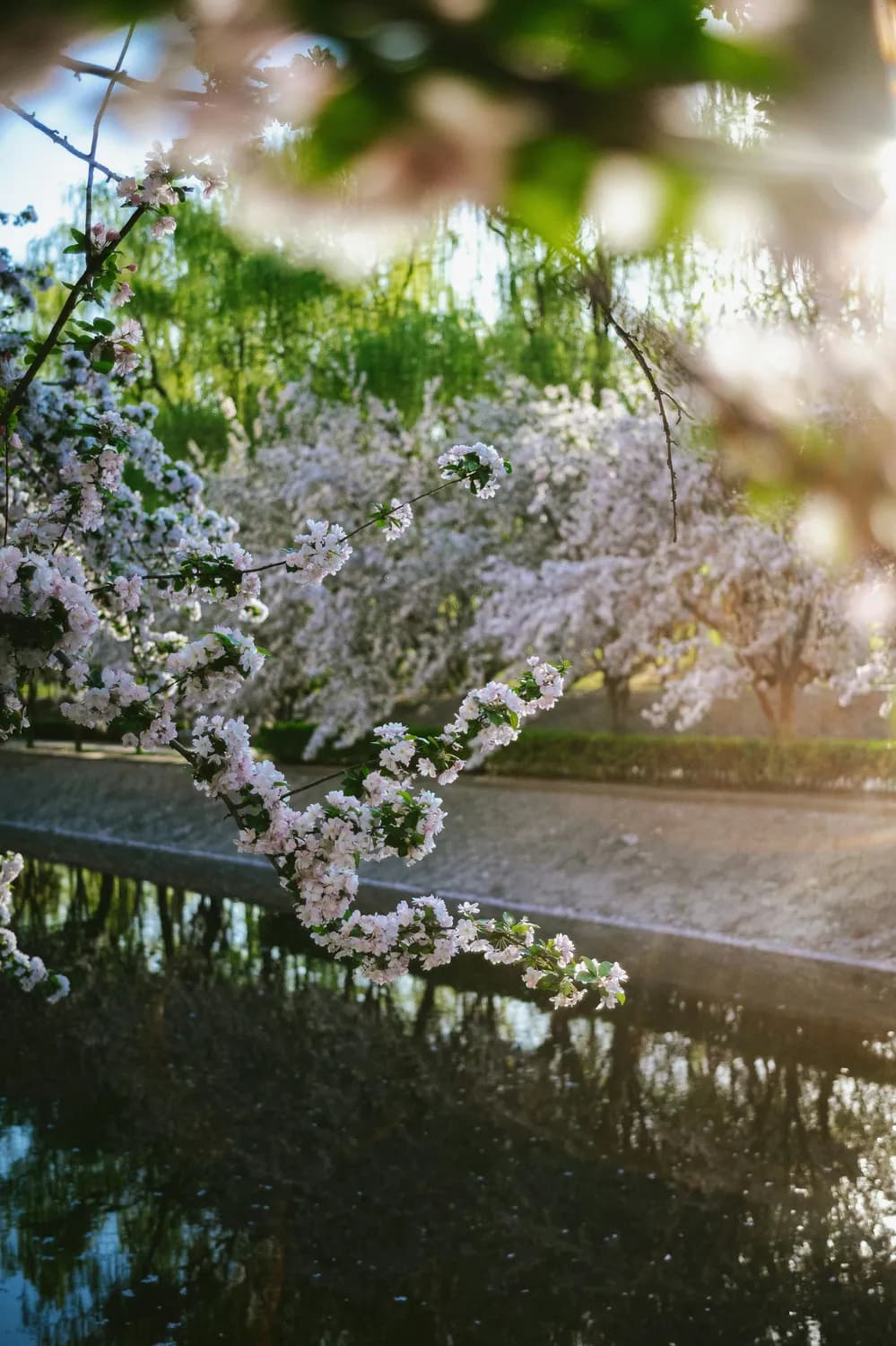 望京沟变身“海棠花溪”，春日打卡胜地！