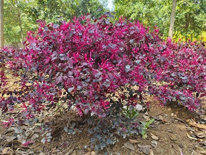 15种园林常见彩叶植物