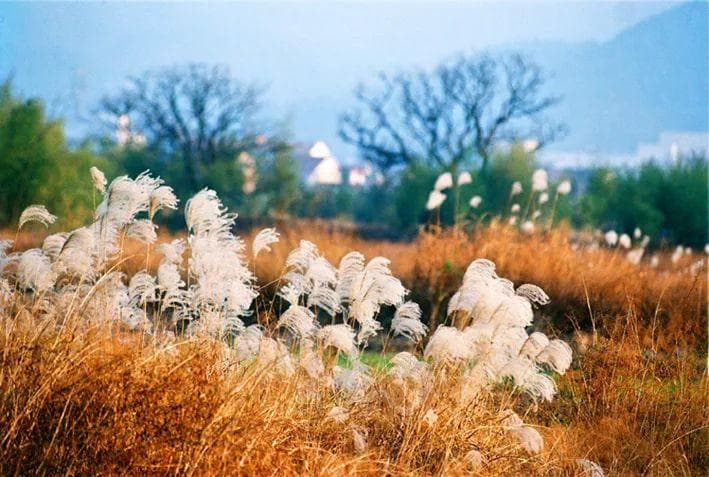 芦苇、芦竹、芦荻傻傻分不清楚？一文教你轻松辨别
