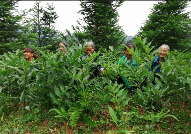 玉竹种植技术与栽培管理全解析