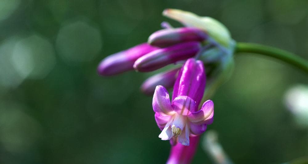 迎接春天的花开盛宴（揭秘春季开花的16种美丽花卉）