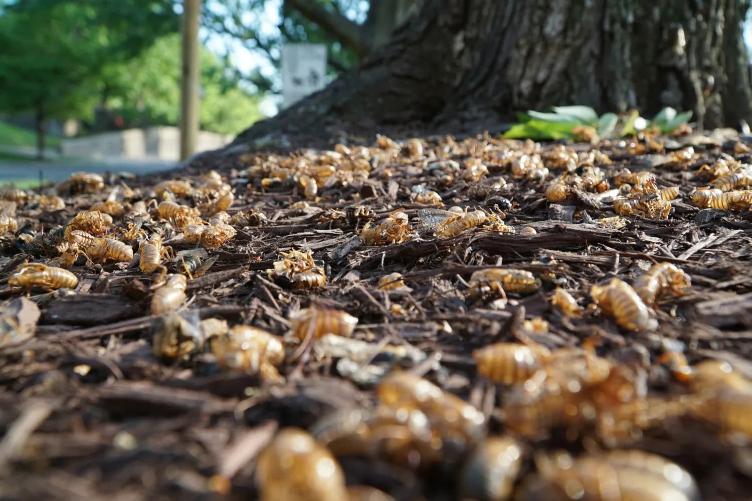 全球变暖下的“虫虫危机”：昆虫分布剧变引发生态预警