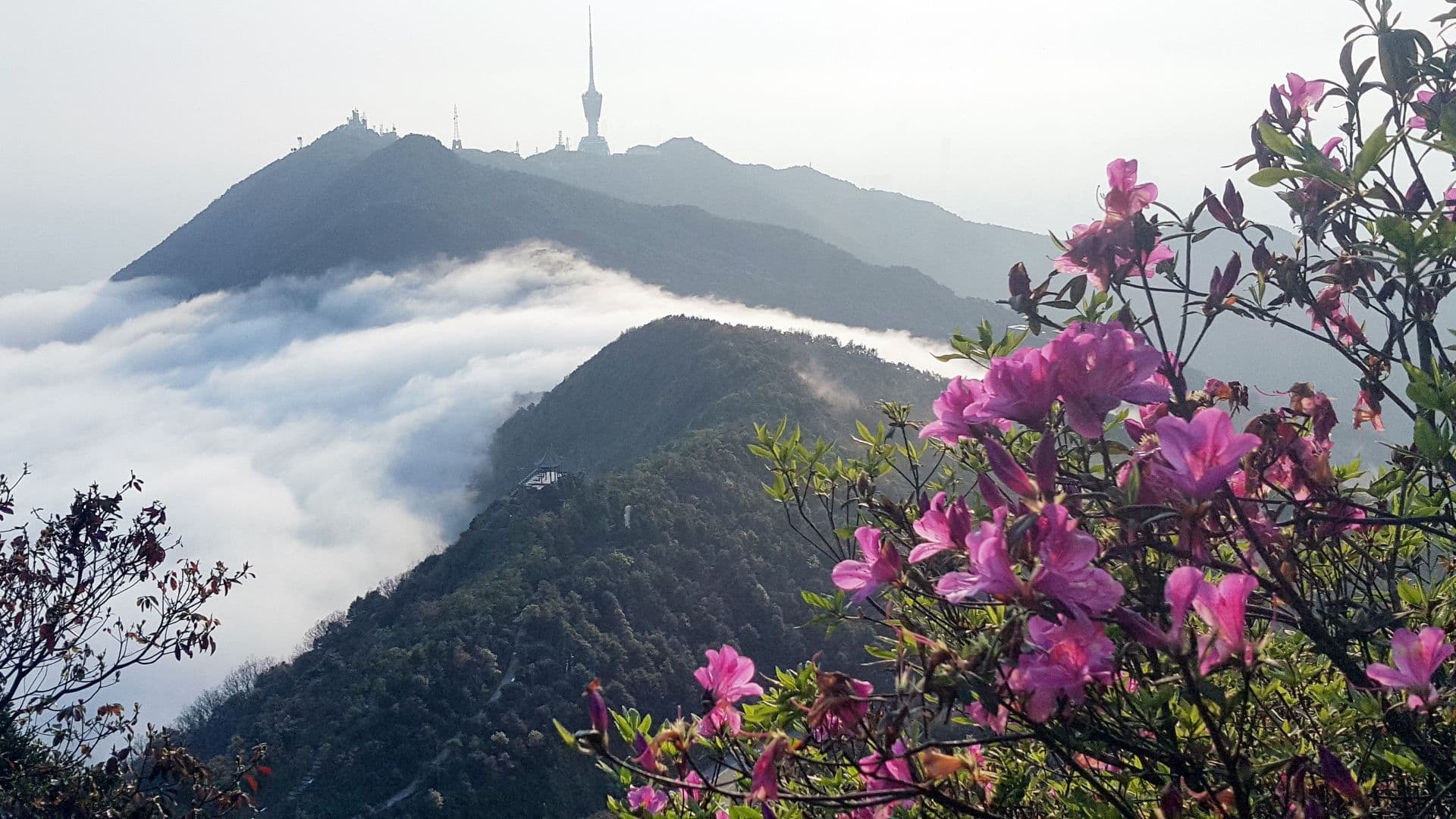 “最美春天”花期已至！梧桐山正开启广东最浪漫赏花季