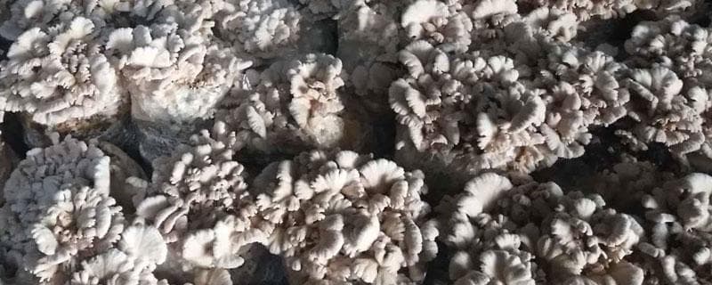 白参菌种植全攻略：从种植时间到畸形防治