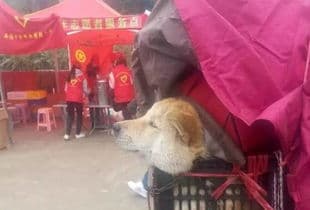 宠物偏爱陪伴主人如厕，好奇心理作祟。