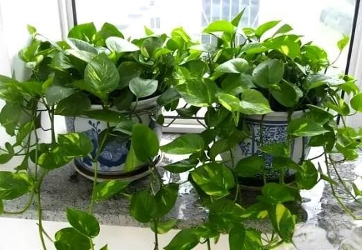 家里植物放哪个位置最好？这些风水禁忌你一定要知道！