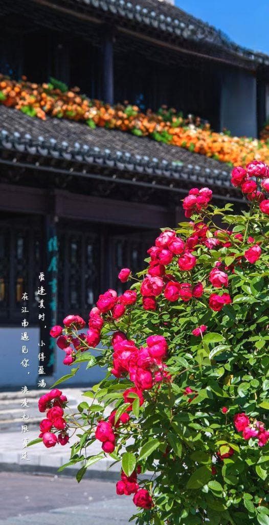 食养二十四节气——小满：养生顺时而行，润燥健脾迎盛夏