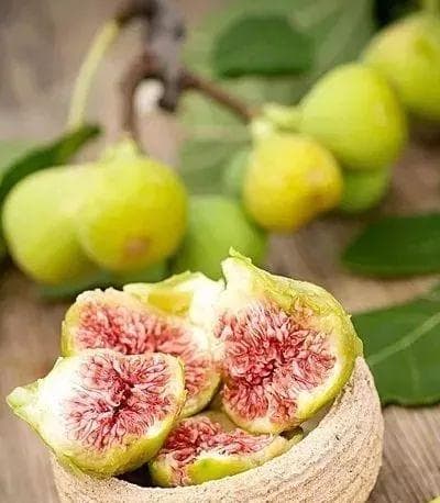 无花果：从食材到药材的全方位解读