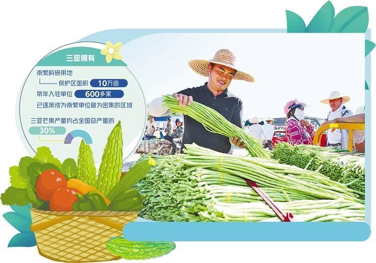 三亚：南繁科技赋能热带农业，芒果产量占全国三成